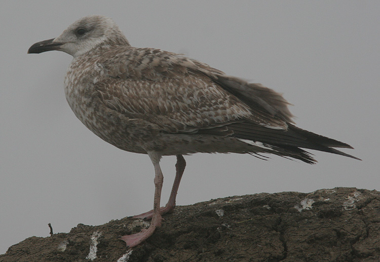 Larus argentatus