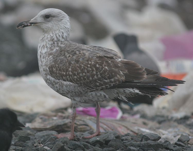 Larus argentatus