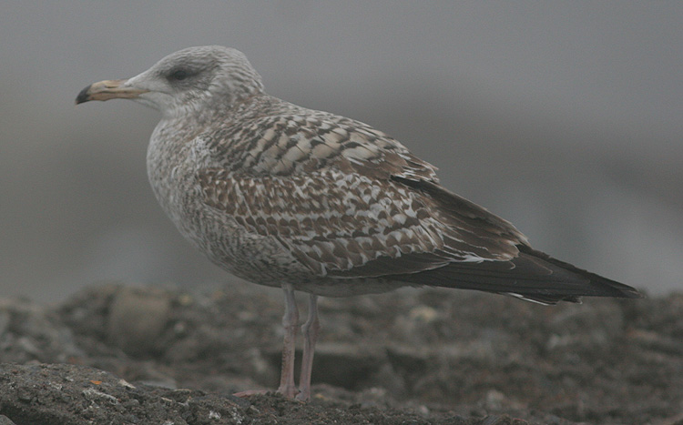 Larus argentatus