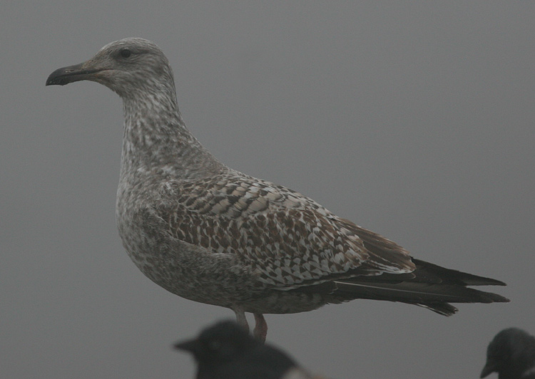 Larus argentatus