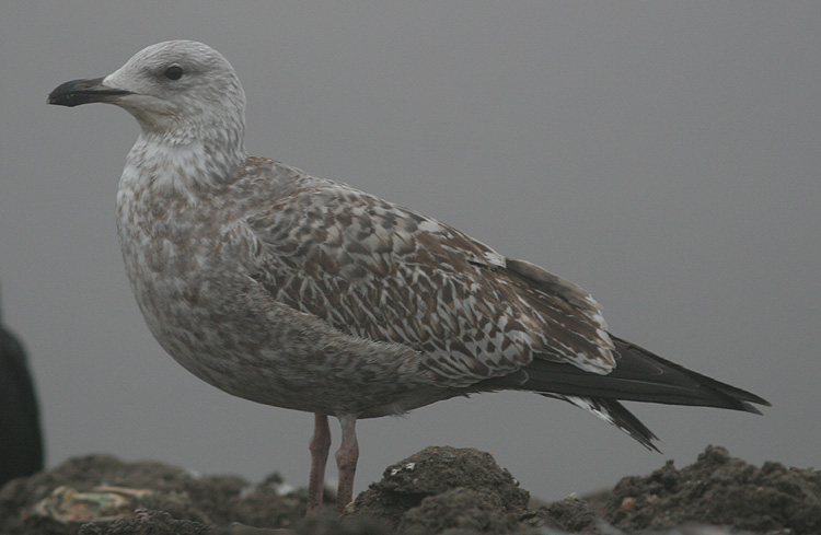Larus argentatus