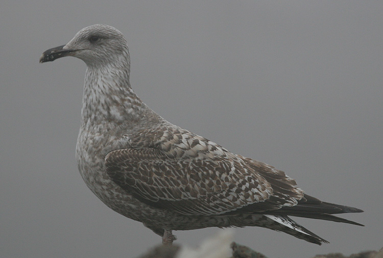 Larus argentatus