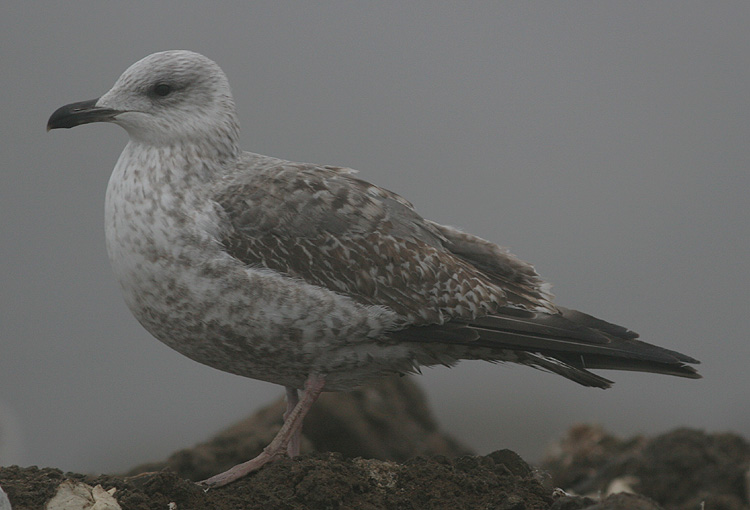 Larus argentatus