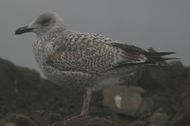 Larus argentatus