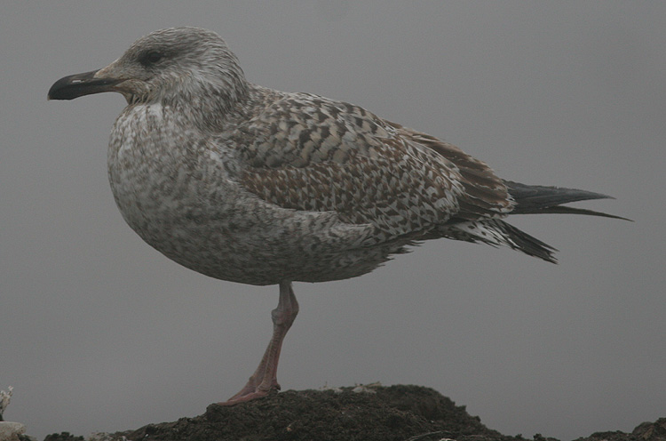 Larus argentatus