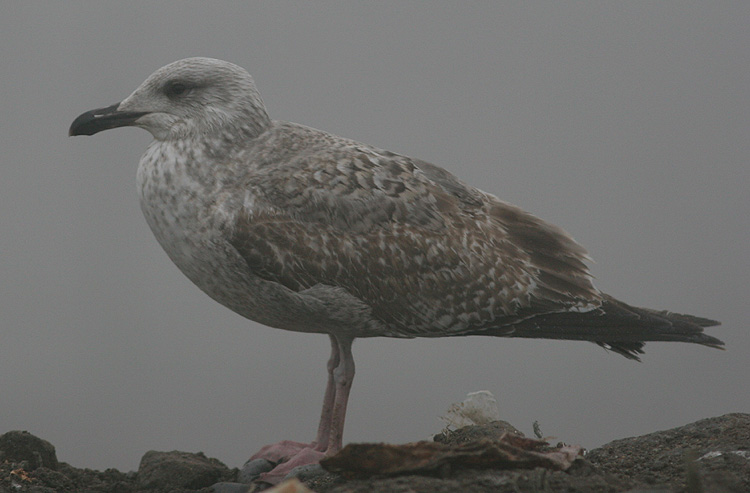 Larus argentatus