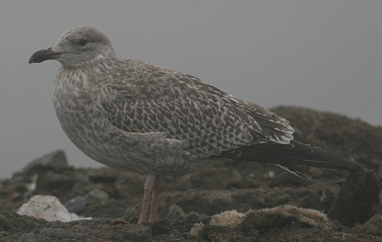 Larus argentatus