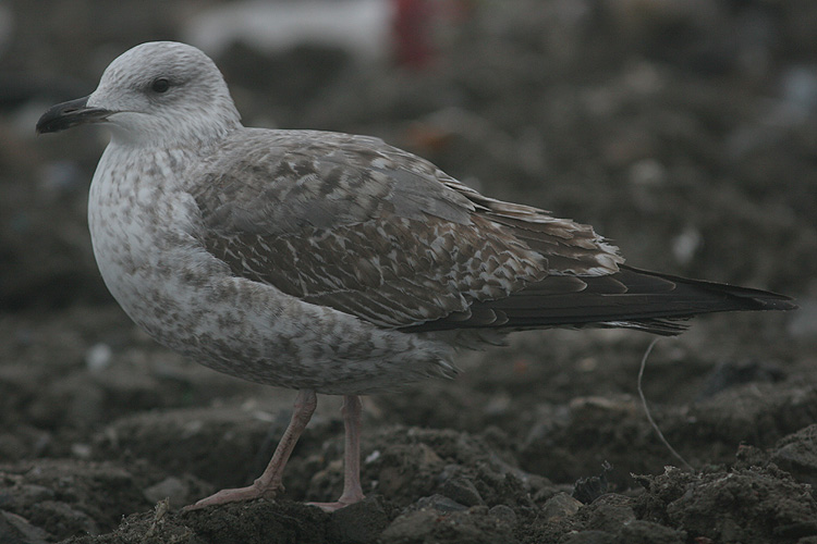 Larus argentatus