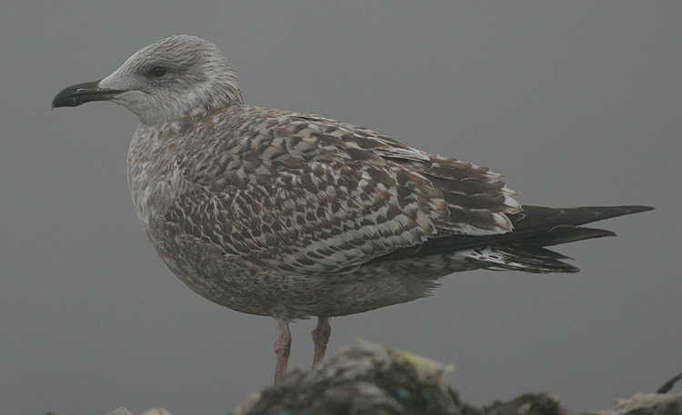 Larus argentatus