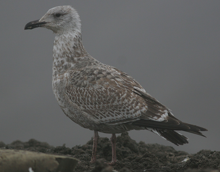 Larus argentatus
