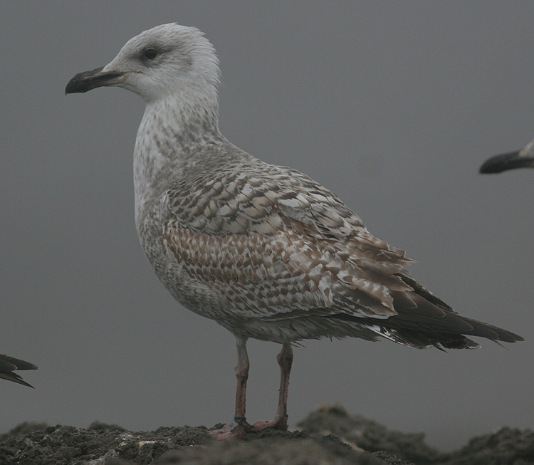 Larus argentatus