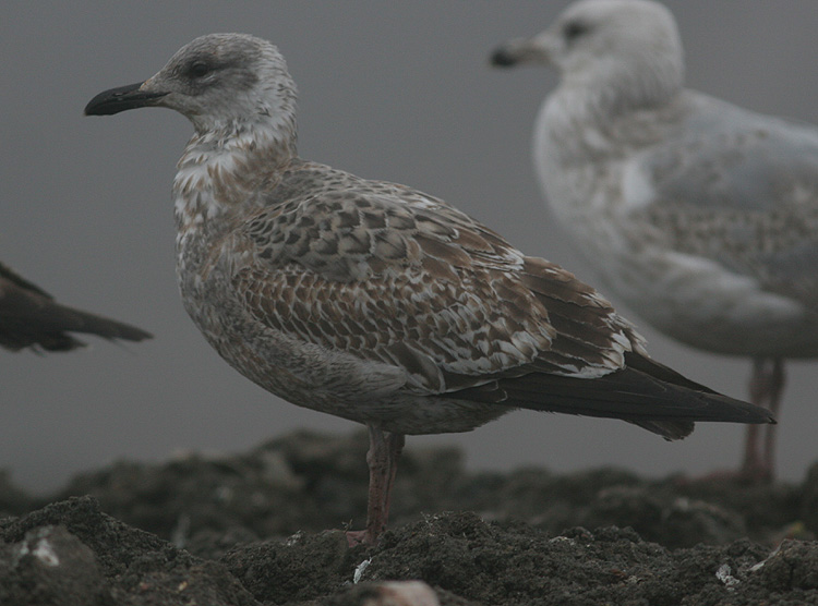 Larus argentatus