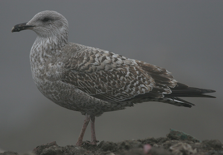 Larus argentatus