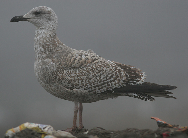 Larus argentatus