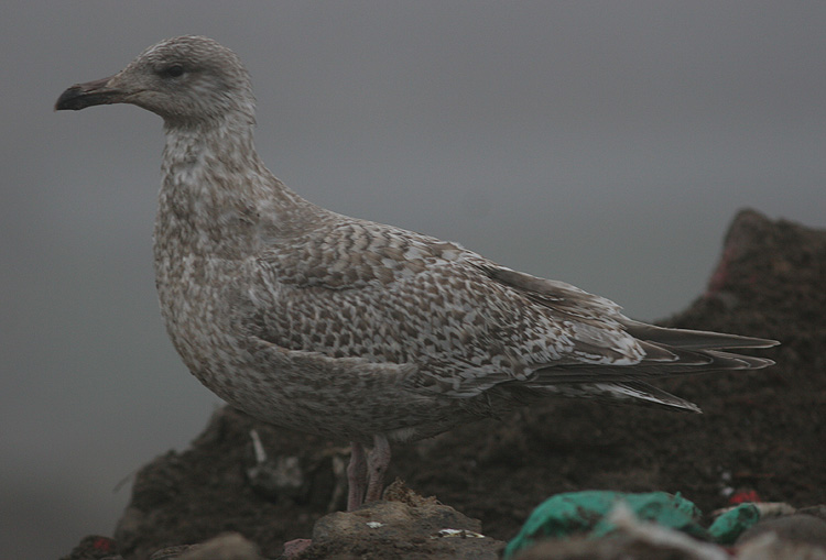 Larus argentatus