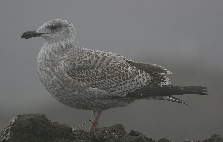 Larus argentatus