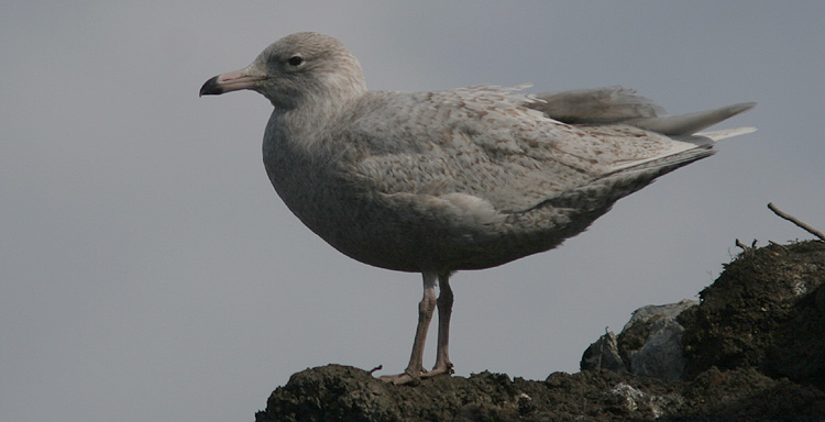 Larus hyperboreus