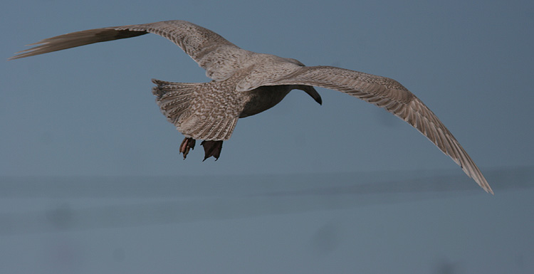 Larus hyperboreus