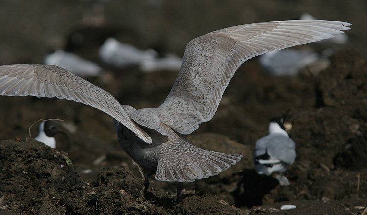 Larus hyperboreus