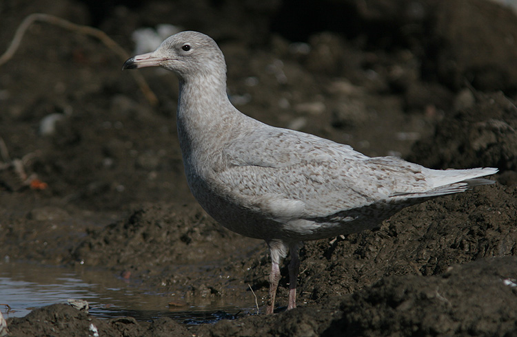 Larus hyperboreus