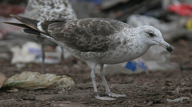 Larus fuscus