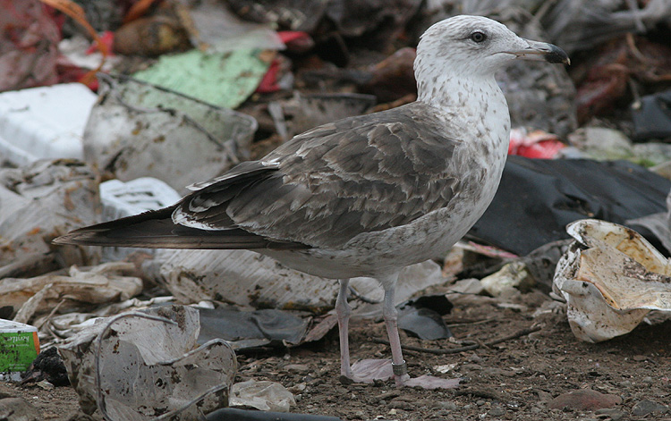 Larus fuscus