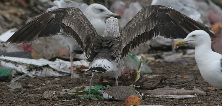 Larus fuscus