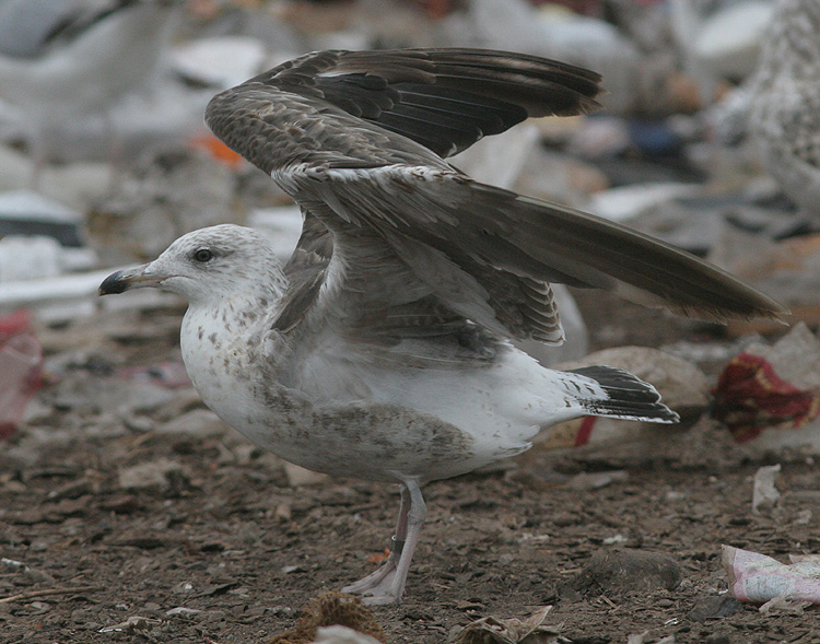Larus fuscus
