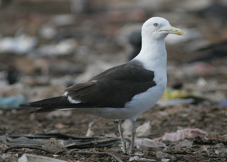 Larus fuscus