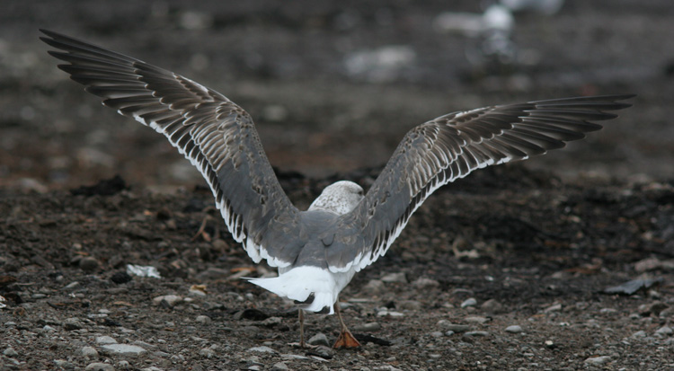 Larus (fuscus) heuglini