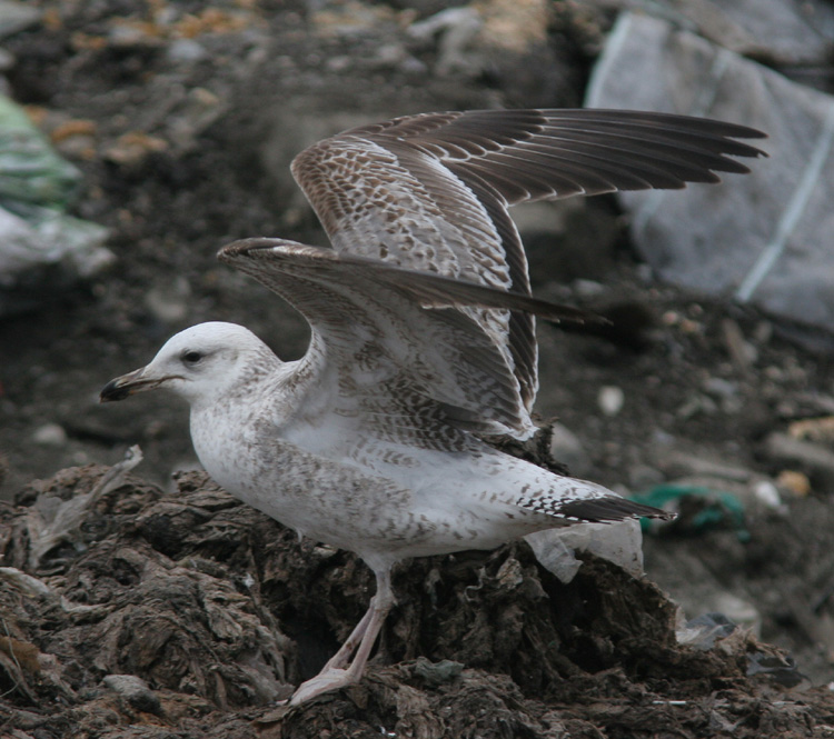 Larus (fuscus) heuglini