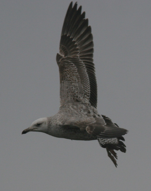 Larus (fuscus) heuglini