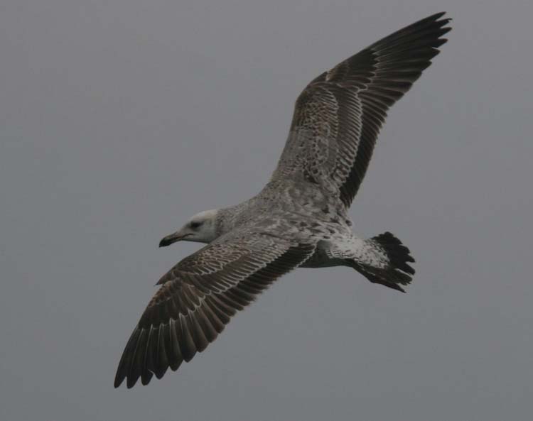 Larus (fuscus) heuglini