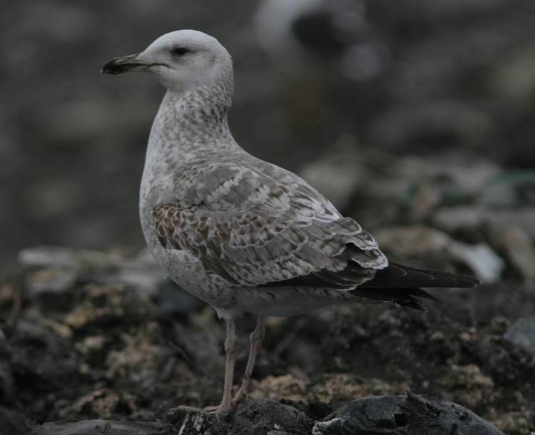 Larus (fuscus) heuglini