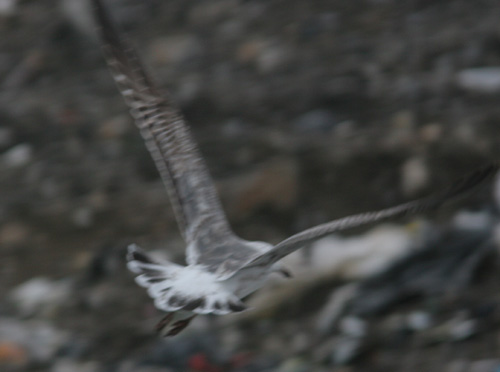 Larus (fuscus) heuglini