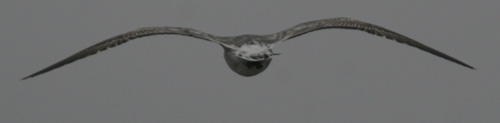 Larus (fuscus) heuglini