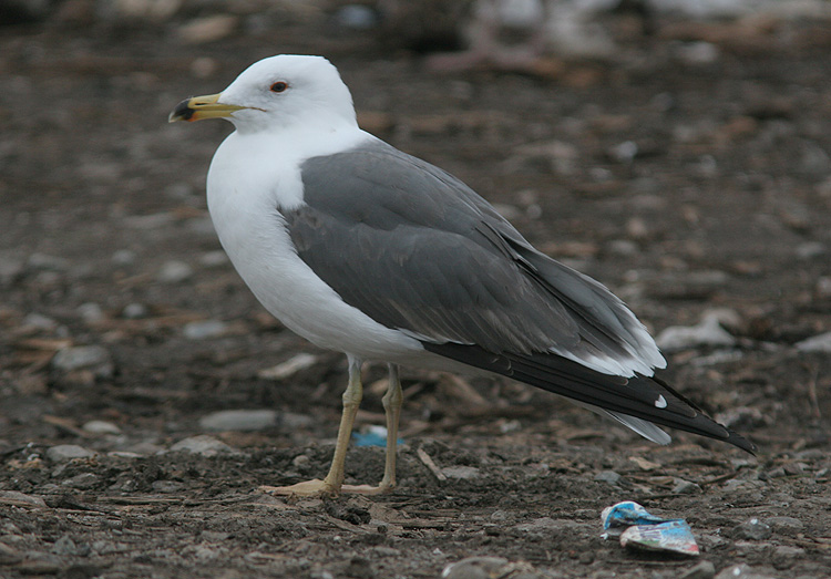 Larus (f.) heuglini