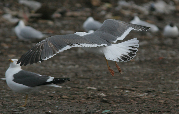 Larus (f.) heuglini