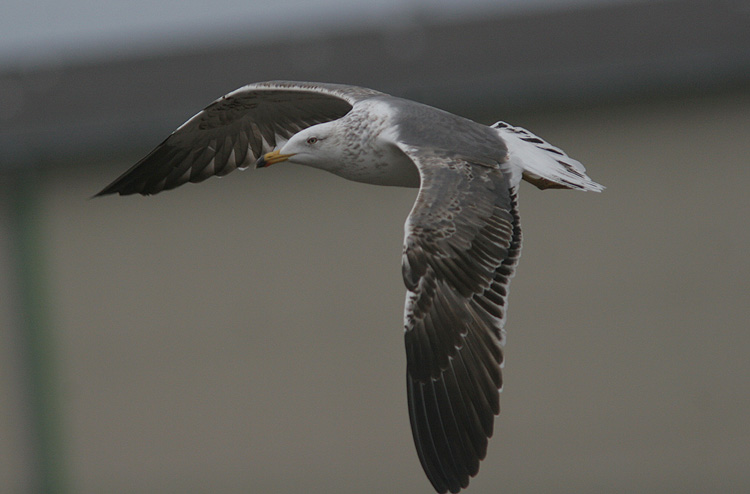 Larus (f.) heuglini