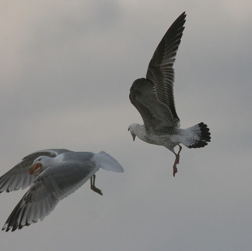 Larus fuscus heuglini