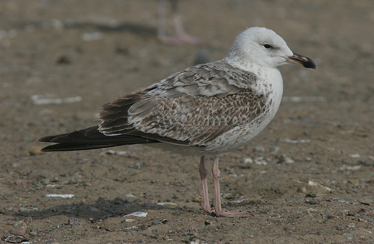 Larus fuscus heuglini