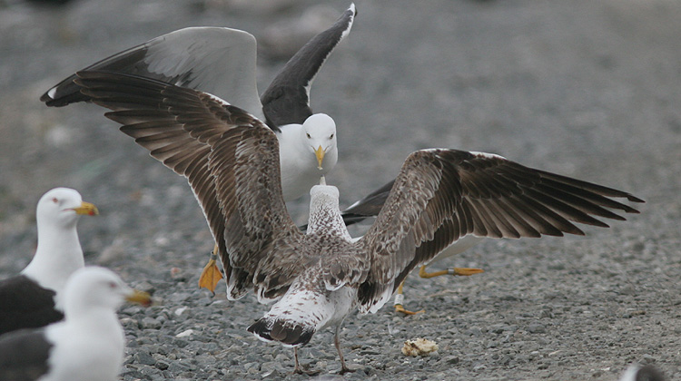 Larus fuscus heuglini