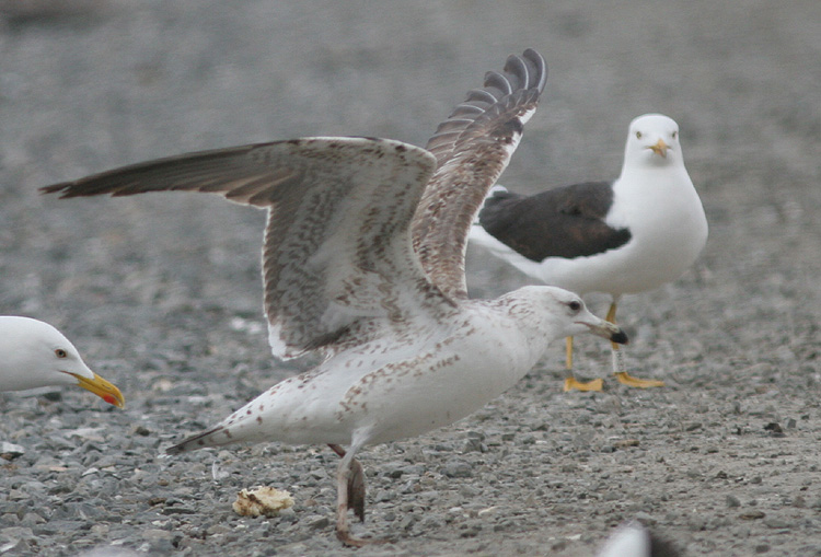 Larus fuscus heuglini