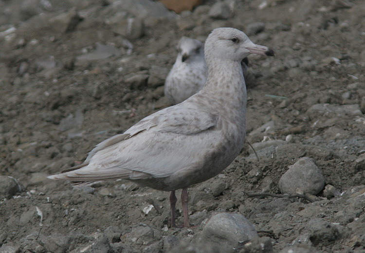 Larus hyperboreus hybrid
