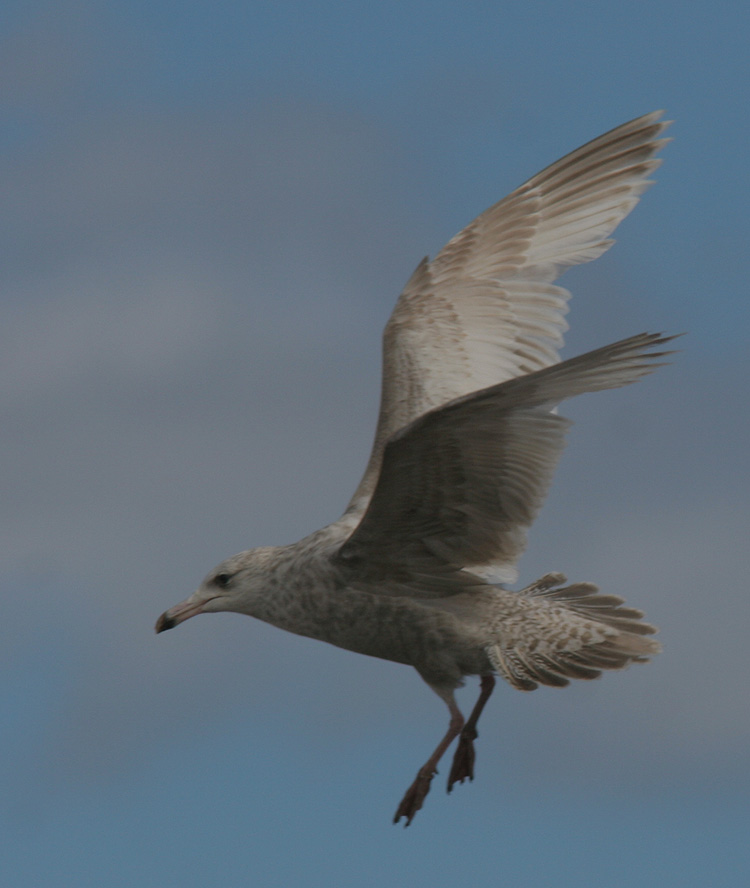 Larus hyperboreus hybrid