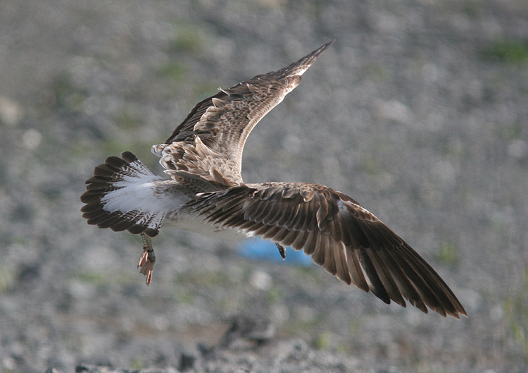 Larus fuscus