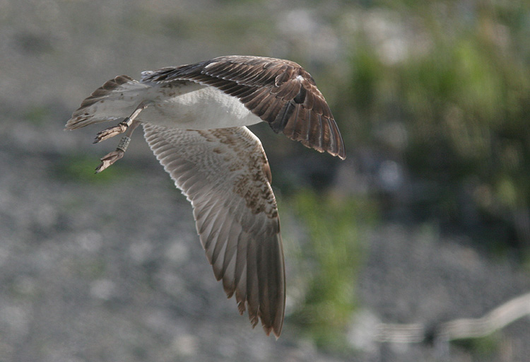 Larus fuscus