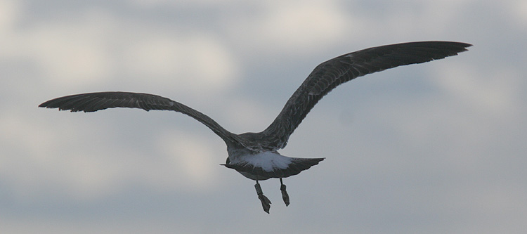 Larus fuscus