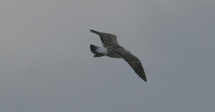 Larus fuscus