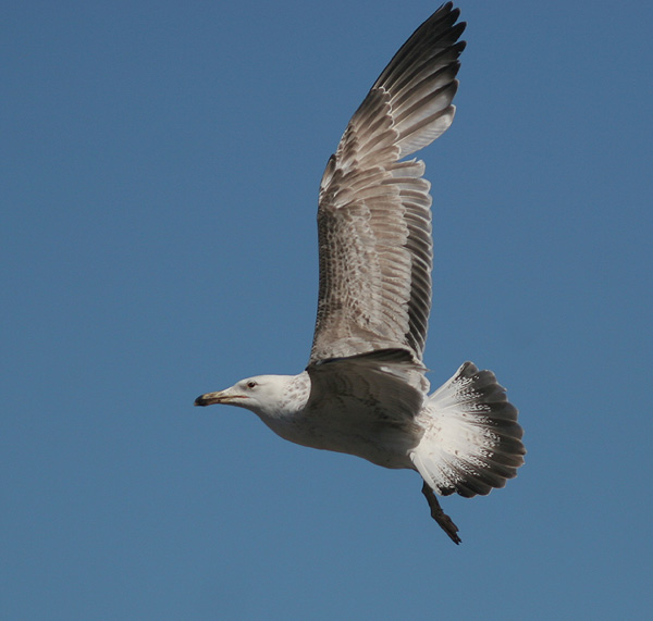 Larus cachinnans